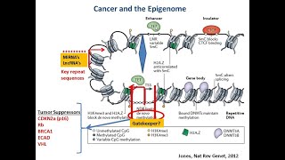 Targeting Cancer Pathways The Epigenetics Question [upl. by Kitarp]