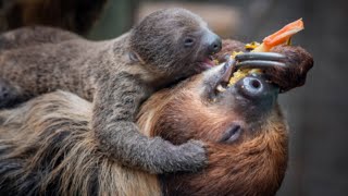 Cuteness Overload Baby Sloth Born at Łódź Zoo in Poland – Name Suggestions Welcome [upl. by Kreiker858]