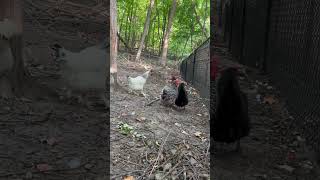 Chickens in The Woods chickens hens farmlife fyp short animals [upl. by Ducan]