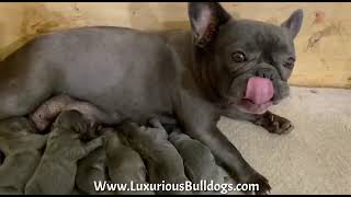 Mamma con Bellissimi Cuccioli di Bulldog Francese  Luxurious French Bulldogs [upl. by Cyler]