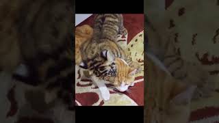 This tiger cub is friendly to cat [upl. by Gierk359]