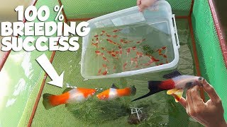 HOW TO BREED FRESH WATER KOHAKU SWORDTAIL FISH [upl. by Ettevey338]