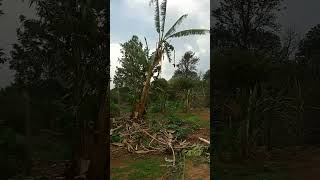 Muito serviço depois da chuva rotinadeumamulherdocampo Limpeza no quintal [upl. by Acinemod759]