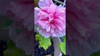 Hollyhock bloom follow up [upl. by Hibbitts]