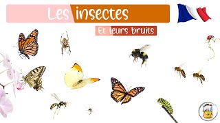 Les Insectes En Français  Les Bruits Et Noms Des Insectes  46 Insectes Différents À Apprendre [upl. by Faye]