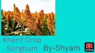 Sorghum kharif crop Agronomy For the Bsc ag [upl. by Enaj860]