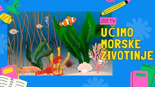 Učimo morske životinje  ZIZI tv [upl. by Christan]