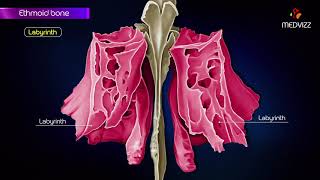 Ethmoid bone anatomy  Head and neck Animated osteology  MBBS  FMGE and NEET PG [upl. by Siraf]