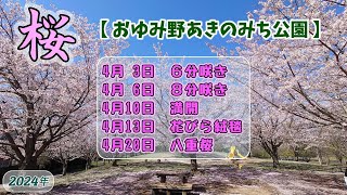 【お花見】『おゆみ野あきのみち公園』小規模ながら綺麗でした 桜！ [upl. by Hait]