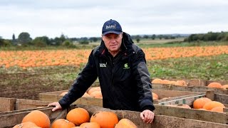 Guy Poskitt  Red Tractor pumpkin grower [upl. by Mines653]