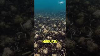 meskipun stock melimpah tetep aja harganya mahal shorts feed kingcrab [upl. by Zackariah422]