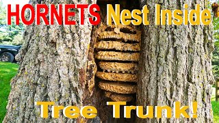 HORNETS Inside Tree Trunk Hornet Nest Removal [upl. by Fanchon]