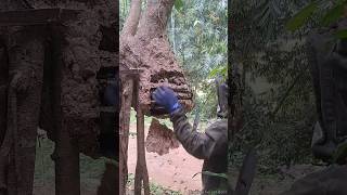 Wasp nest at the end of the 2024 season  Tropical Forest Bees tropicalforestbees [upl. by Mikahs]