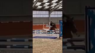 horse equestrianriding equestrian horsebackriding horsegirl showjumping nasty dog [upl. by Ajiam]