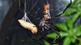 Post moult feed for my orb weaver and Ive rehoused my Macrothele gigas [upl. by Anovahs]