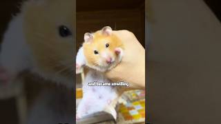 Hamster misunderstands its owner shortvideo cuteanimals animals hamsters fuuny [upl. by Daza227]