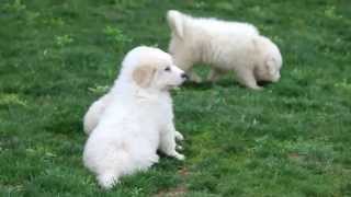 Great Pyrenees Puppies For Sale [upl. by Scoter381]