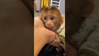 Çok tatlı 🥰🥰 funny monkeys monkey cute cutedog pets catdog dogs cutedog catlovers [upl. by Hadihahs453]