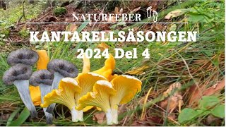 Kantarellsäsongen Del 4 Chanterelleseason Part 4 Sweden Höga Kusten Ångermanland [upl. by Elyrrad]