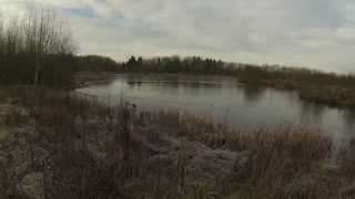 Rough Shooting for Pheasants and Woodcock with Spaniels filmed with a Go Pro Hero 3 [upl. by Garv369]