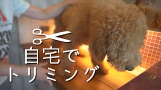 【スタンダードプードル子犬】毛が伸びすぎて視界が悪いので目の周りをカットしてみた✂️ [upl. by Feirahs986]