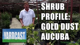 Shrub Profile  Gold Dust Aucuba [upl. by Ahsoyem]