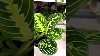 Maranta Green Prayer Plant “Lemon Lime” maranta prayerplants plantcommunity indoorplants [upl. by Graham]