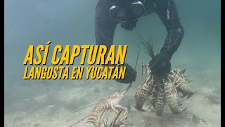 Así se captura langosta en Yucatán [upl. by Eaner240]