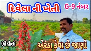 એરંડા ની ખેતી  G9 નંબર  દિવેલા કેવા છે જાણો  Oil Ni Kheti Oil Oilkheti [upl. by Bloomer]