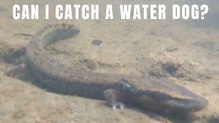 How to catch a Mudpuppy in a river while rock flipping for animals [upl. by Annol]