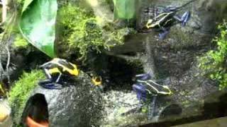 Dendrobates Tinctorius Cobalt feeding [upl. by Obeng613]