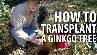 How to Transplant A Ginkgo Tree  The Dirt Doctor [upl. by Anel681]