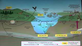 The Effects of Phosphates [upl. by Narag450]