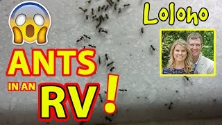 ANT INFESTATION IN THE RV [upl. by Eenwat11]