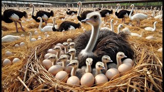 RAISE Ostriches Like a PRO with This Simple Egg Harvesting Trick  Soson Farm [upl. by Chancellor923]