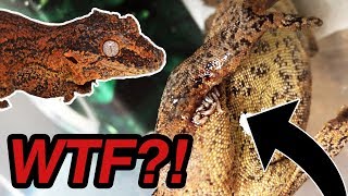 MAGGOTS Started Crawling Out of my Gecko NOT CLICKBATE [upl. by Jelks]