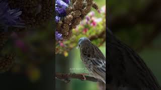 Beautiful bird song E4 birdsinging birds wildlifevideography [upl. by Nawyt]