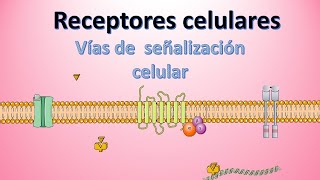 Receptores celulares Tipos y funciones  Vías de señalización y comunicación celular [upl. by Barrus]