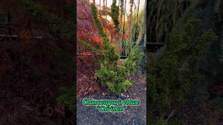 Chamaecyparis obtusa “Chirimen” and Cedrus atlantica “Glauca pendula” aka Weeping Blue Atlas Cedar [upl. by Mable]