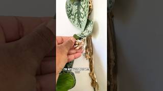 My Scindapsus Exotica has hit the Ceiling houseplants plants plantlover plantcare [upl. by Durman]