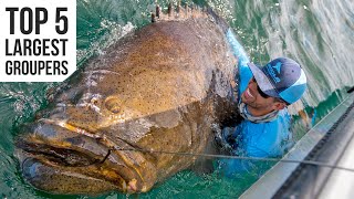 Top 5 Largest Goliath Groupers Caught [upl. by Ashely480]