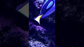 Six line wrasse eating vermetid snails after I hammer them open [upl. by Raynard]