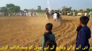 bail akhara in kastila part 5  karah bail 2022  Culture of pakistan [upl. by Fagaly194]