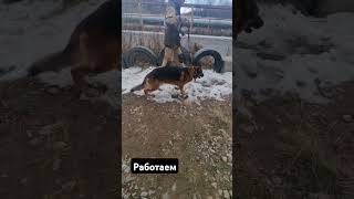 dog собаки 狗 hobby [upl. by Agnesse68]