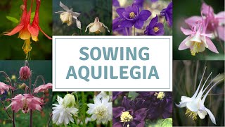 How To Sow Aquilegia Seeds  Columbine  Grannys Bonnets [upl. by Stillman]