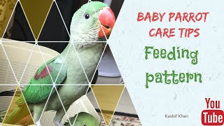 Baby parrot care  hand feed Alexandrine amp Indian ringneck [upl. by Wharton553]