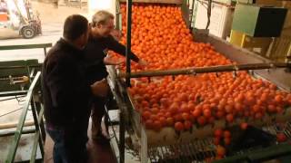 How oranges are grown harvested and shipped by Curiosity Quest [upl. by Nnahaid]