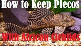 How to Keep Plecostomus With African Cichlids [upl. by Britni410]