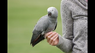 What You Should Know About AFRICAN GREYS  Cressi [upl. by Shelburne714]