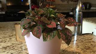 Polka Dot Plant Time Lapse of Being Watered [upl. by Michelle]